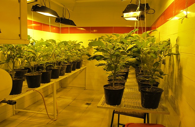 گروه اصلاح نباتات