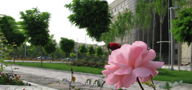 Mathematical Sciences
