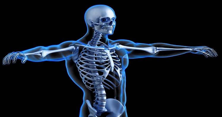 ساخت و مشخصه یابی داربست پلی هما_اکسید گرافن برای مهندسی بافت استخوان