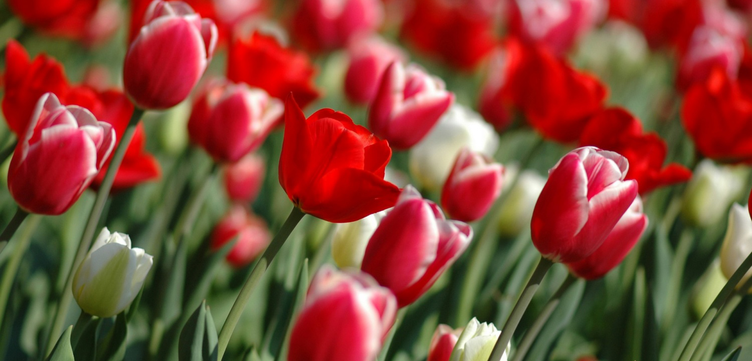 ۱۲ بهمن ماه سالروز ورود امام خمینی (ره) به میهن و آغاز دهه فجر مبارک باد.